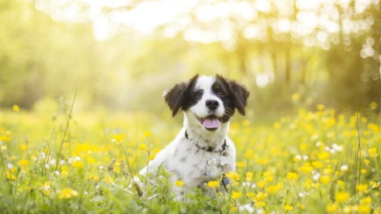 dog-in-flower-field