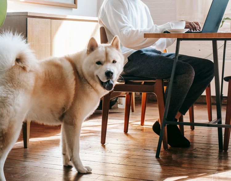 dog-pet-owner-background