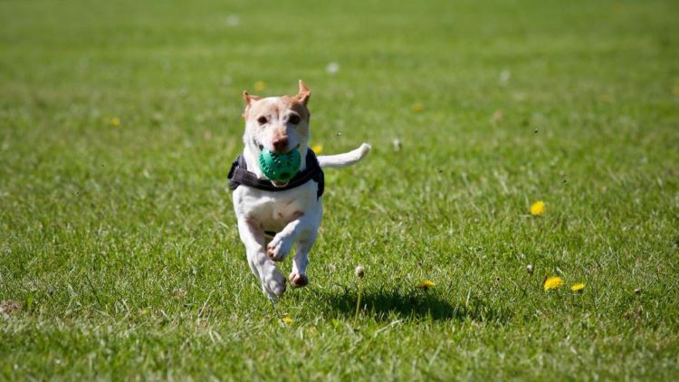 A small dog running across a field with a ball in its mouth.