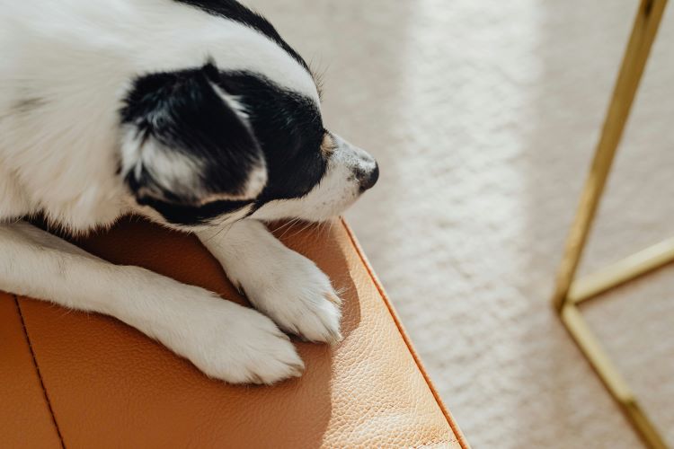 A black and white dog on the arm of a couch during an indoor pet scavenger hunt.