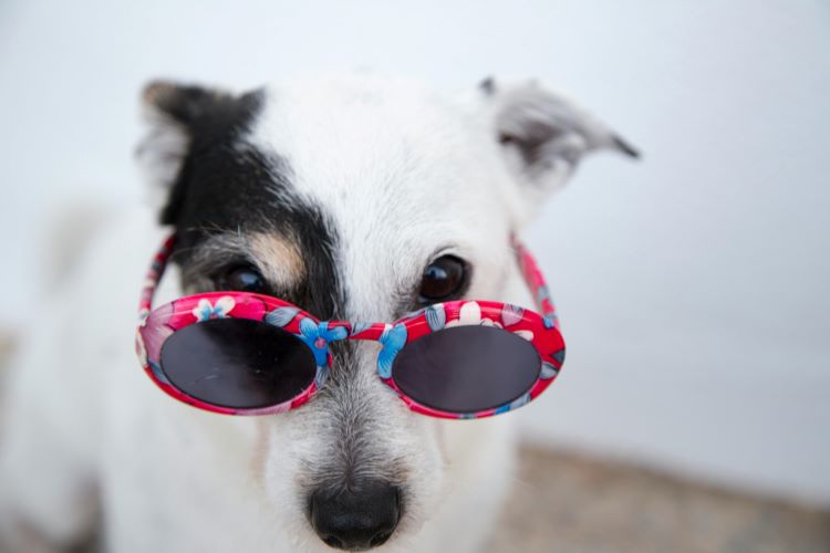 dog-sunglasses-summer