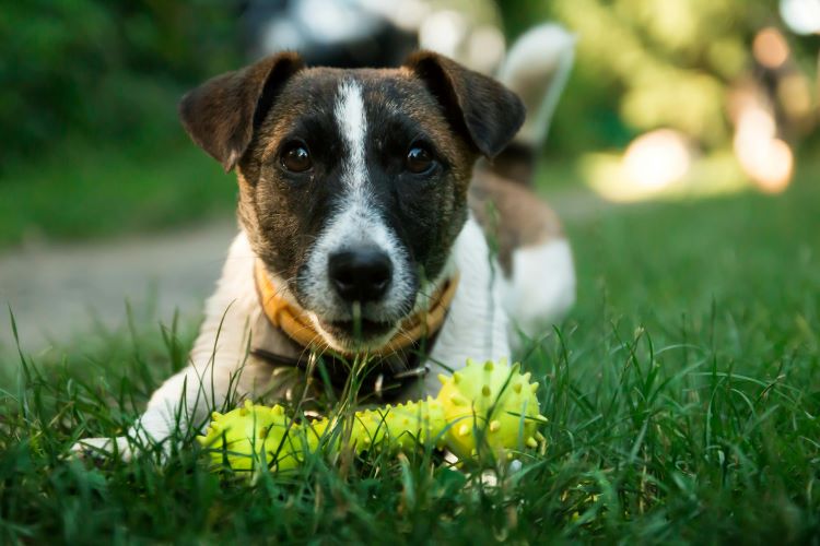 A jack russell terrier dog playing outdoors on a lawn with a green chew toy safe for dogs.