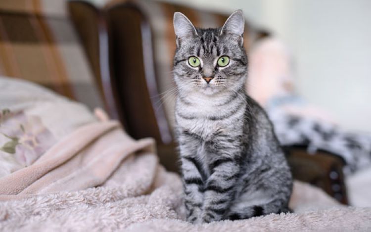 A domestic shorthair cat with tabby markings sitting on a blanket indoors.