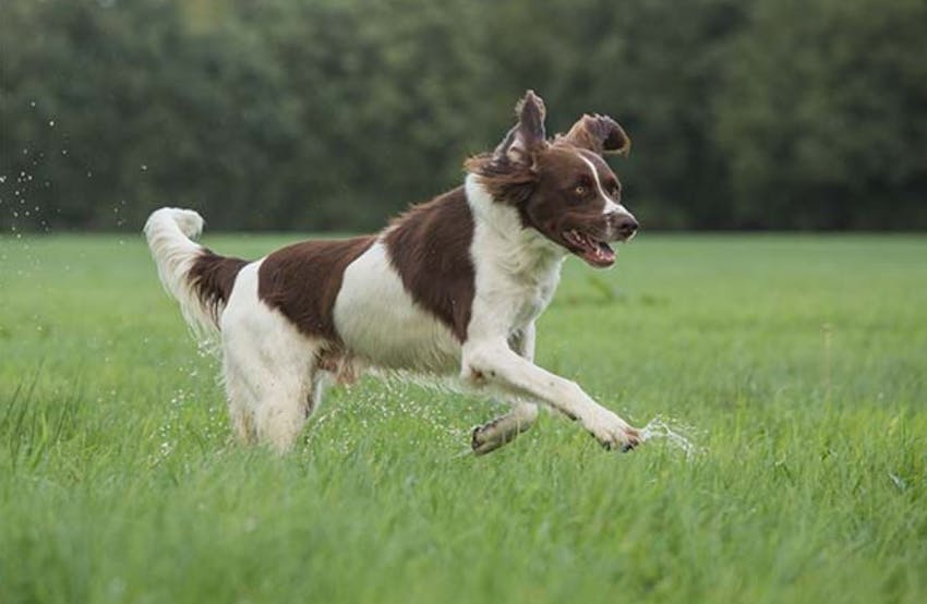 Drentsche Patrijshond dog running wet through a field.