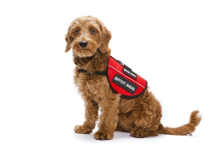 emotional-support-dog-wearing-vest
