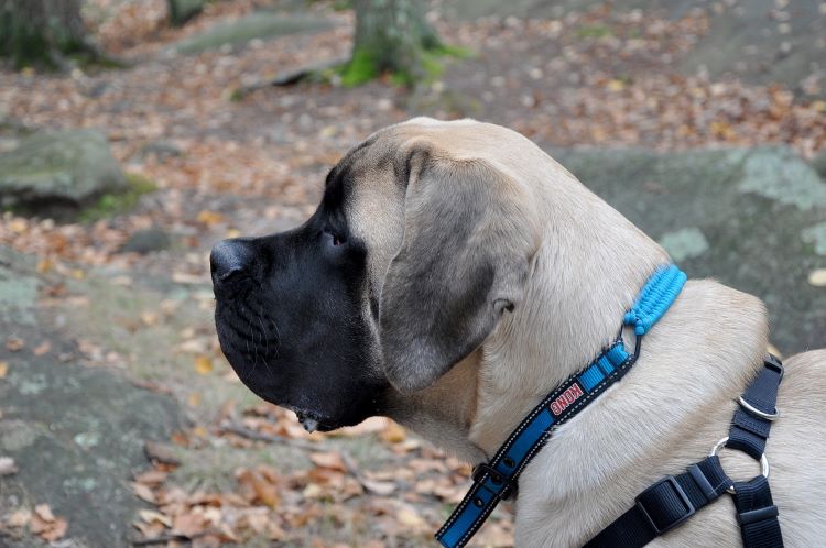 Side view of an English Mastiff dog outdoors in a blue collar.