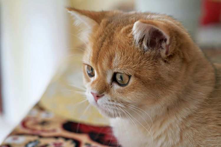 An exotic shorthair cat looking down to the side.