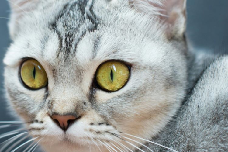 Exotic Shorthair cat face with big eyes and a white and gray coat pattern.