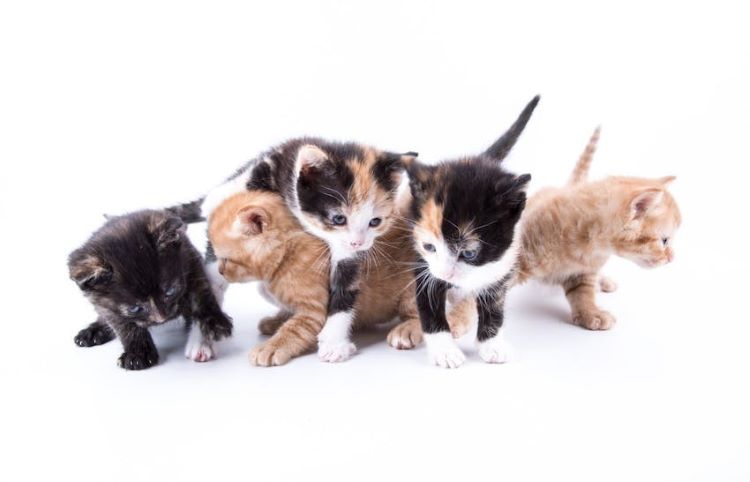 Five furry kittens climbing on top of each other.
