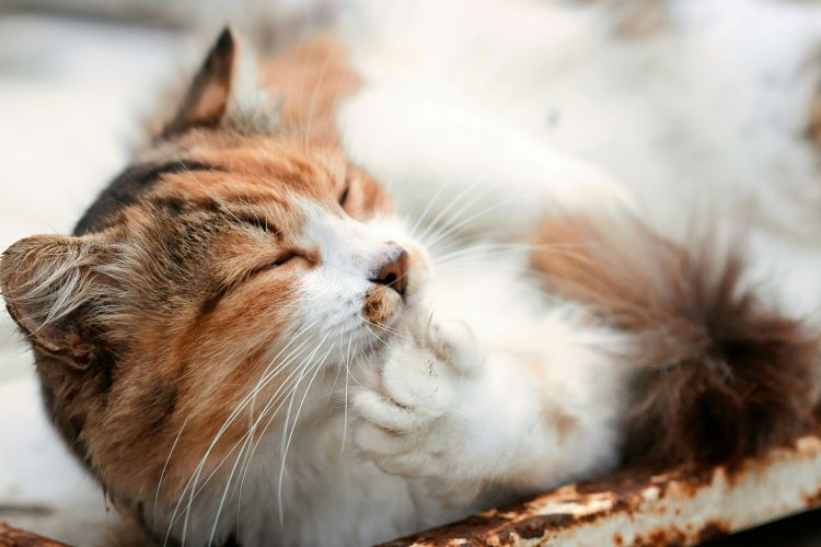 A fluffy male calico cat grooming itself with eyes shut.
