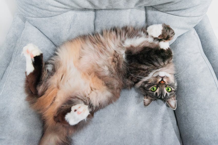 A fluffy cat laying belly up and paws up in a gray chair