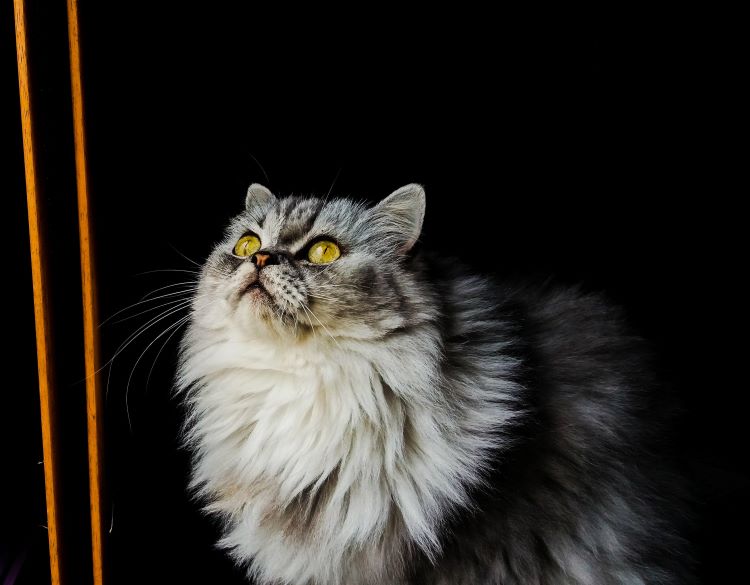 A fluffy gray domestic longhair cat with yellow eyes looking up.