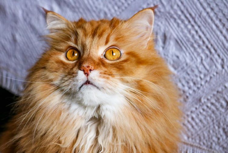 fluffy-orange-cat