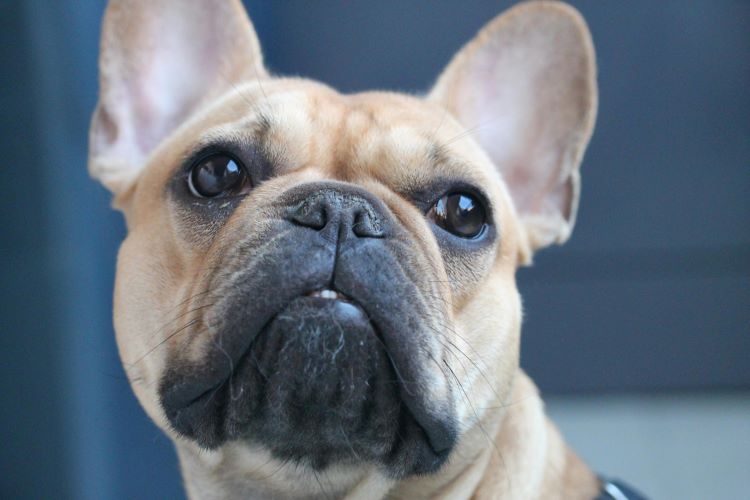french-bulldog-close-up
