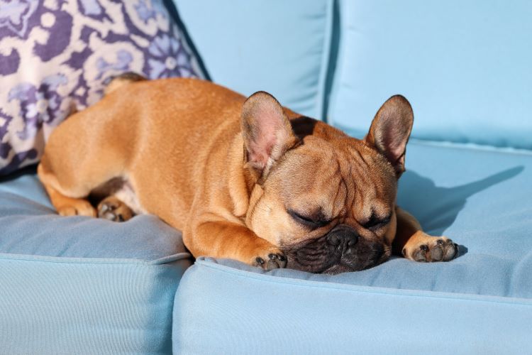 A French Bulldog sleeping on a blue couch.