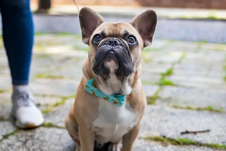 French bulldog sitting on cobblestone path