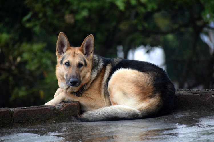 german-shepherd-curb