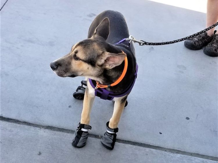 A puppy outdoors wearing dog booties as paw protection.