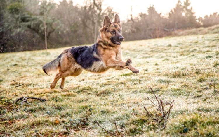 German Shepherd leaping athletically across a field.