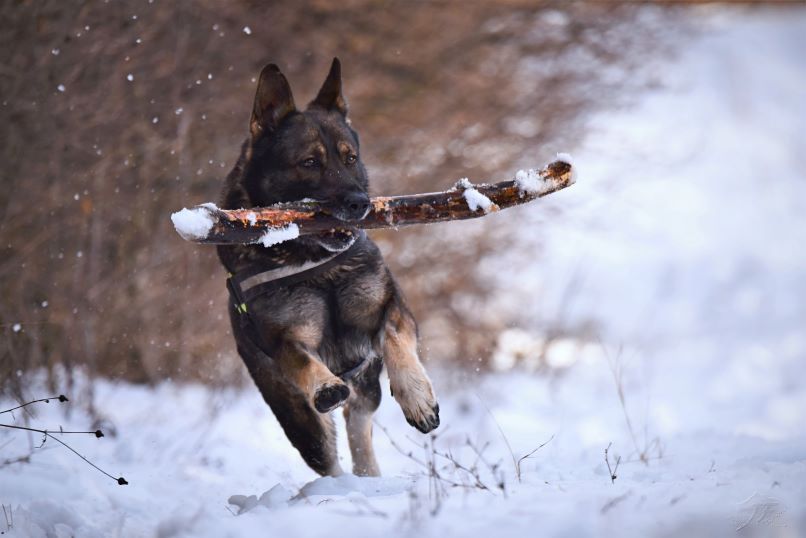 A German Shepherd runs through snow with a large stick.