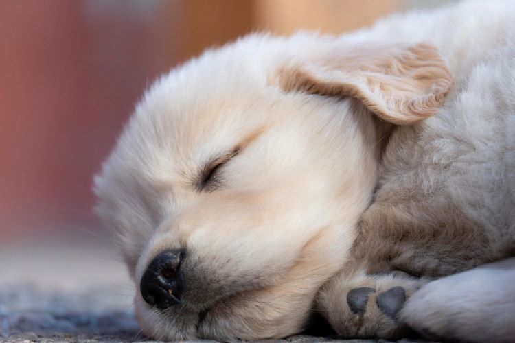 golden-puppy-sleep