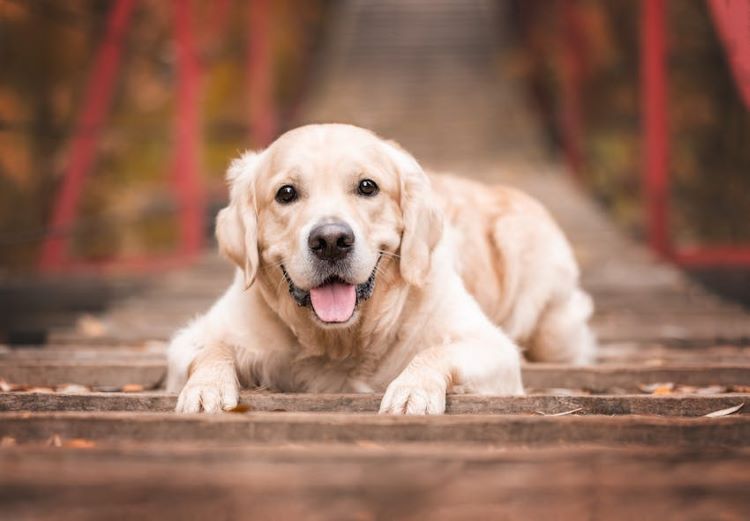 golden-retriever-bridge-pose