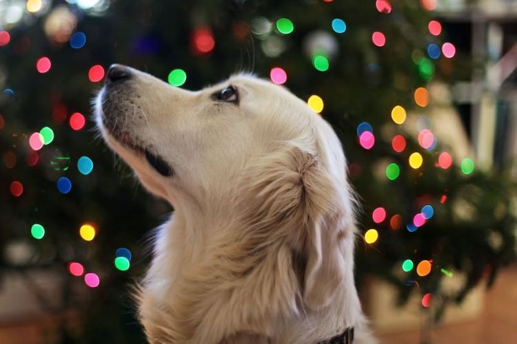 golden-retriever-christmas-lights