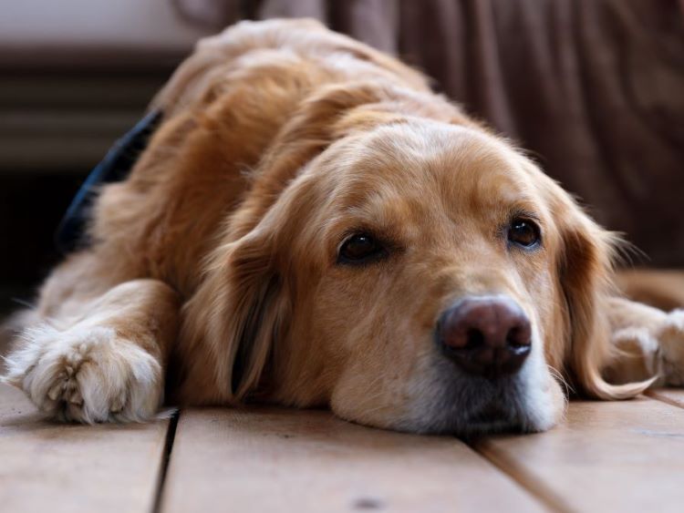 golden-retriever-laying