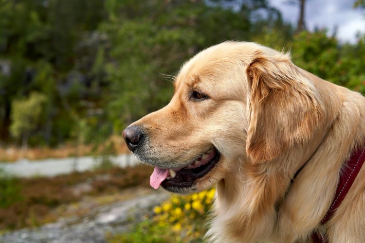 A golden retriever in a red harness on a walk outdoors for canine weight loss.