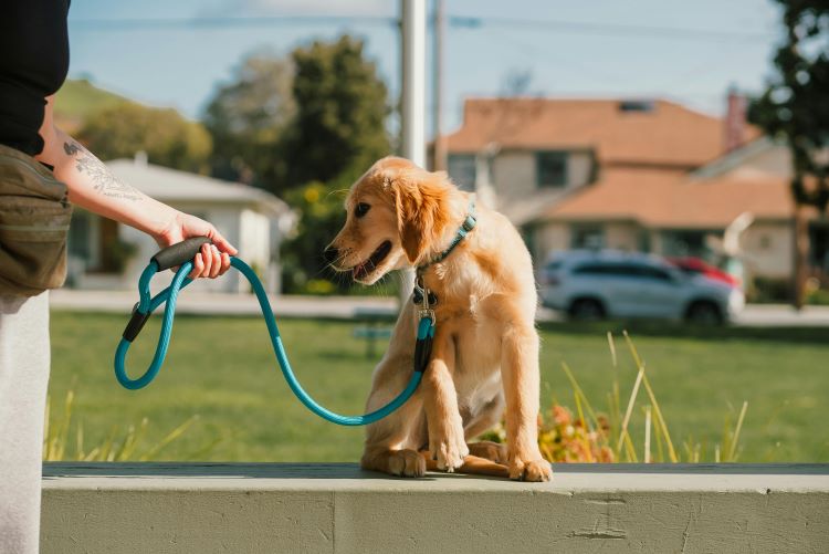 A golden retriever puppy sitting outdoors on a blue leash with a dog owner standing next to them for training.