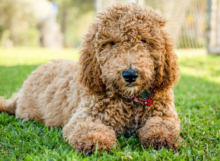 goldendoodle-dog-grass