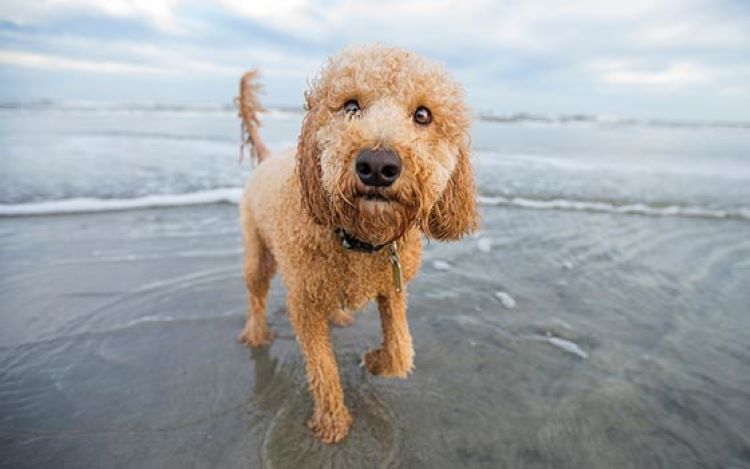 goldendoodle