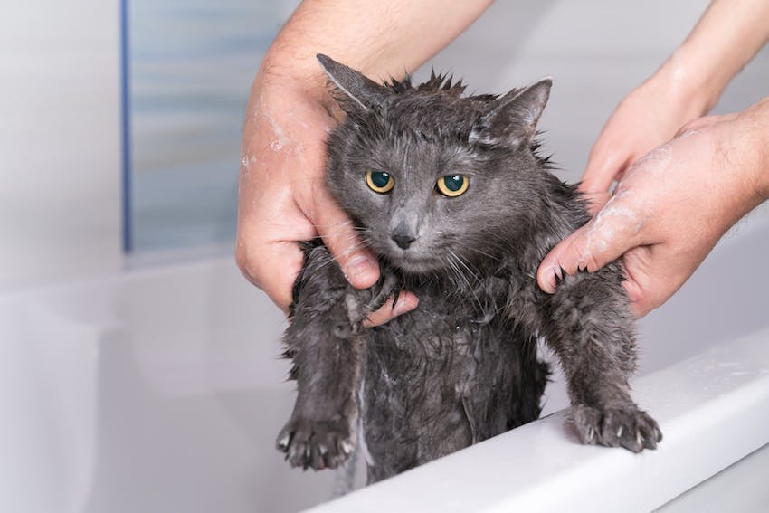 Close up of a gray cat with yellow eyes being bathed in a white tub by human hands