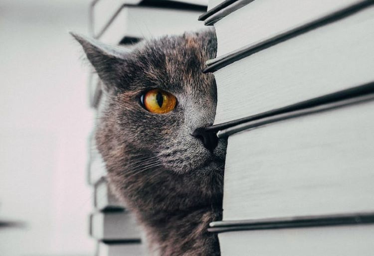 gray-cat-books