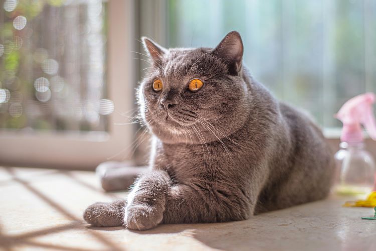A gray cat with a chubby round face and orange eyes at risk of obesity in pets.