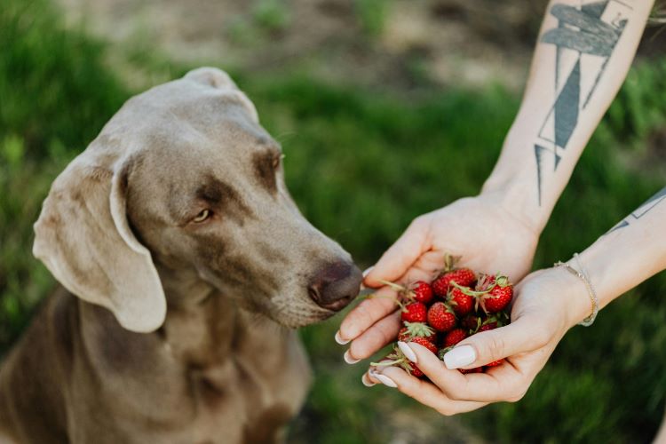 A Weimaraner dog looking at a bunch of strawberries being held in a pet owner's hand as a fruit that is safe for dogs to eat.