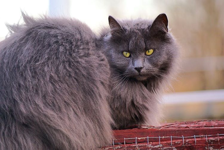 A gray long hair cat sits on a fence.