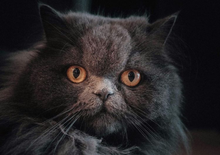 A gray persian cat showing the trademark wide face and round eyes of a cobby cat body type.