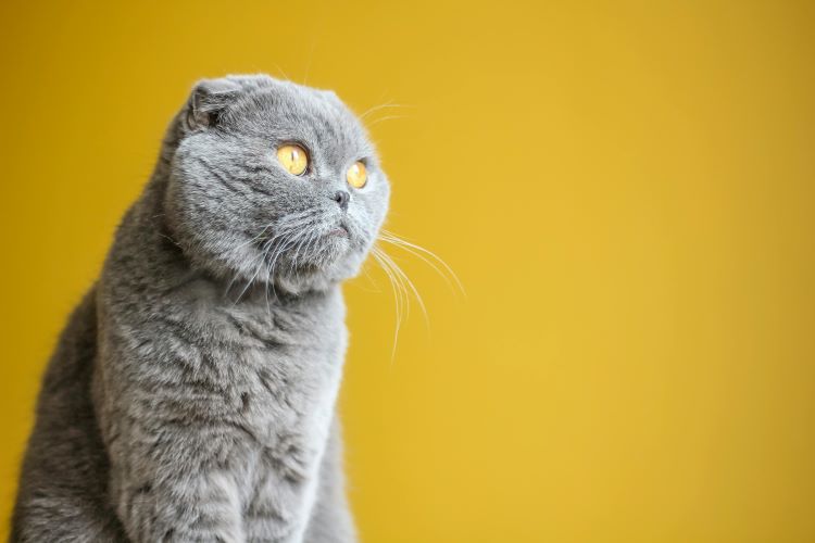 cards Scottish Fold Cat Breed Guide