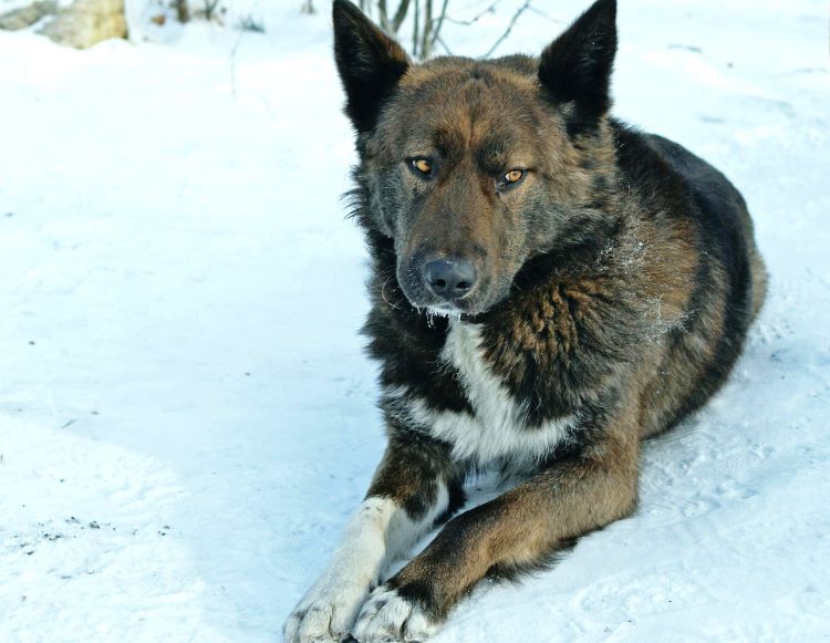 A Greenland dog laying on snow-covered ground looking relaxed.
