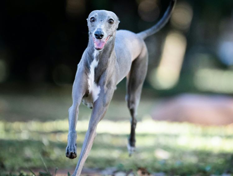 greyhound-running-forward