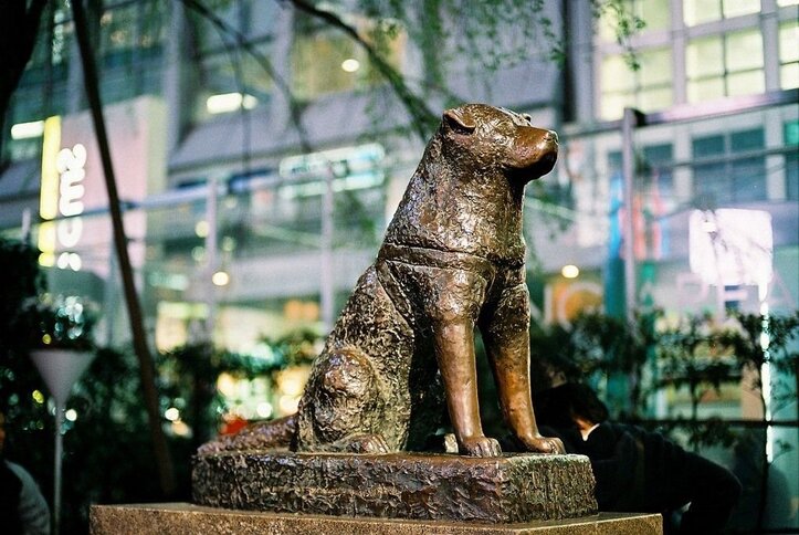 Famous dog statue of Hachiko in Tokyo Japan.