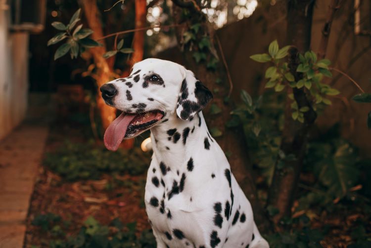 A dalmatian sitting happily outside with tongue out.