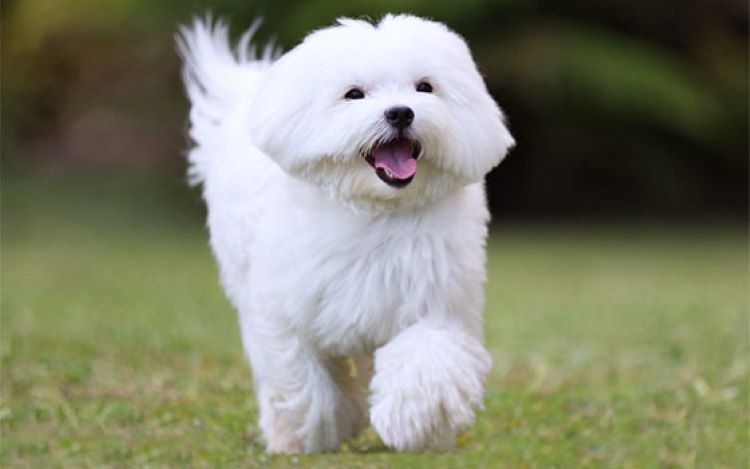happy-maltese