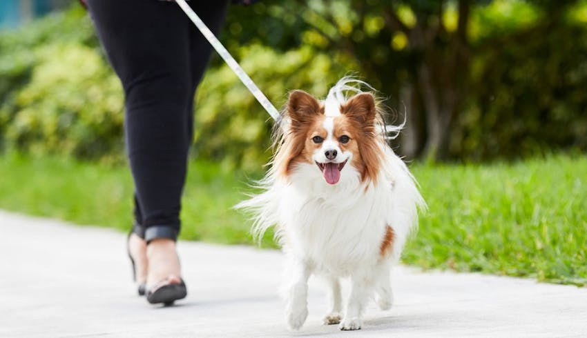 Papillon dog walking safely on a leash outdoors.