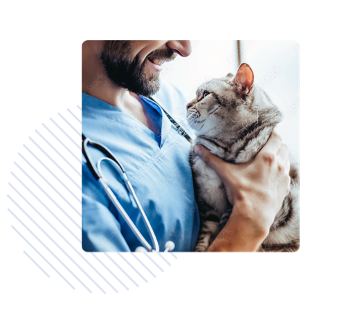 hero-veterinarian-holding-cat