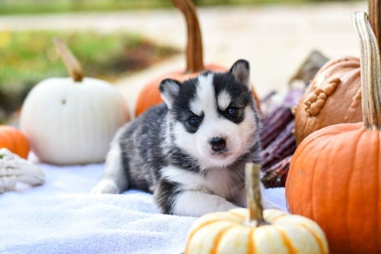 husky-puppy-pumpkins