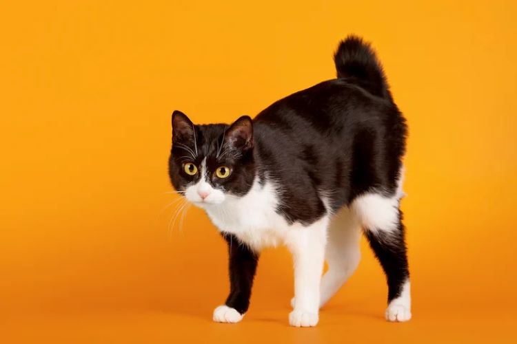 A black and white Japanese bobtail cat on an orange background.