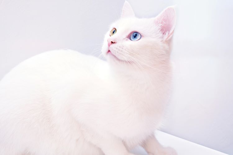 An odd-eye khao manee cat with one blue eye and one golden eye looking up while crouched.