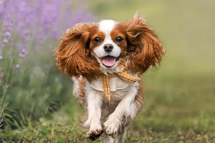 cards A Guide to Spaniel Breeds